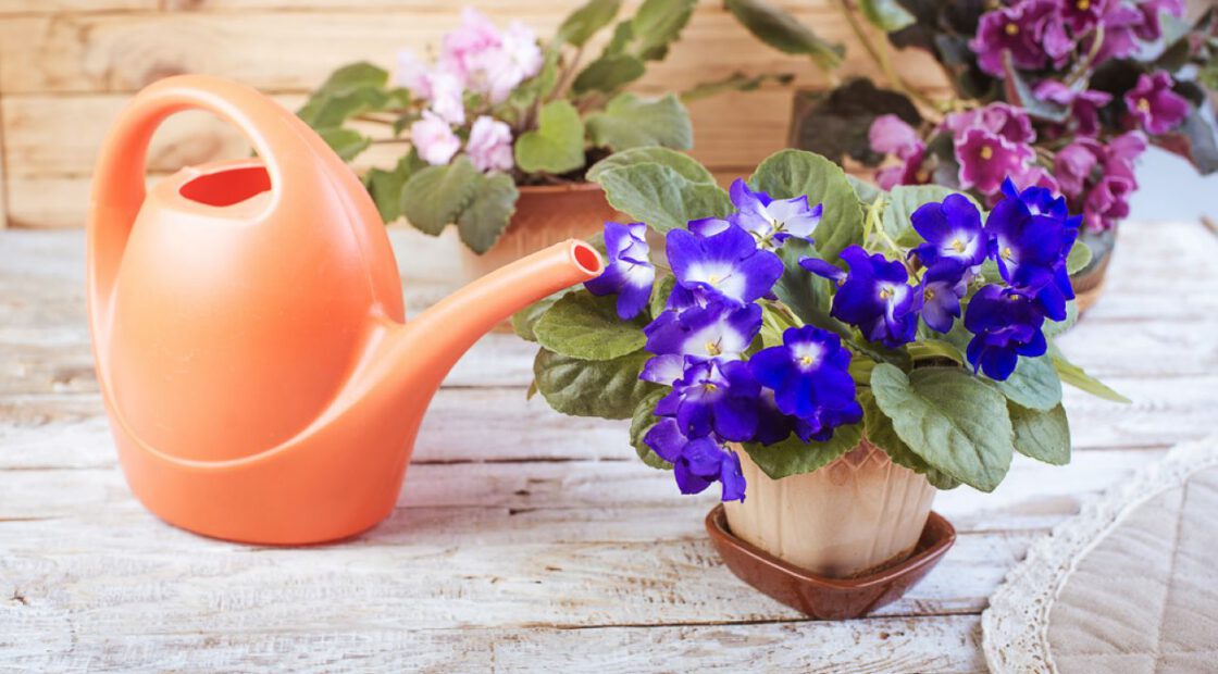african violets, watering can