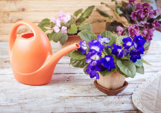 african violets, watering can