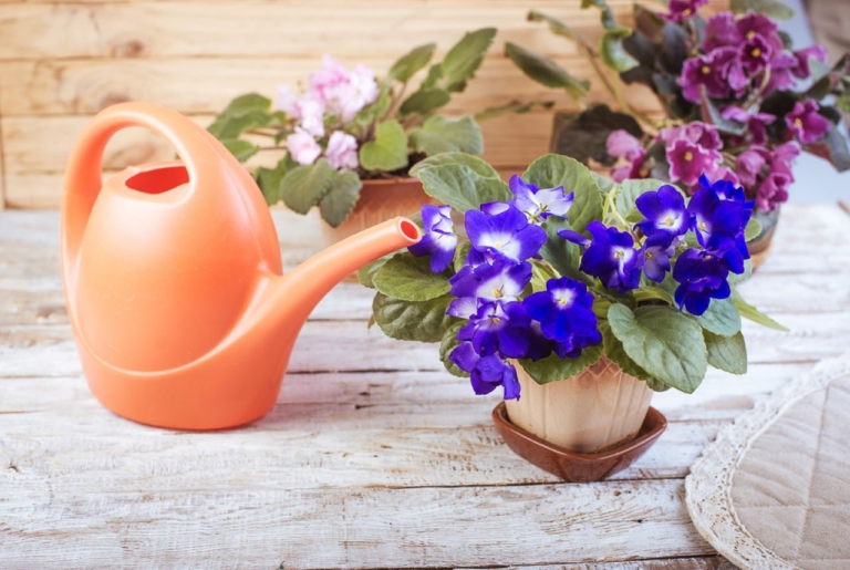 african violets, watering can