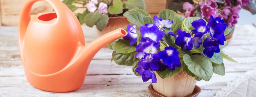african violets, watering can