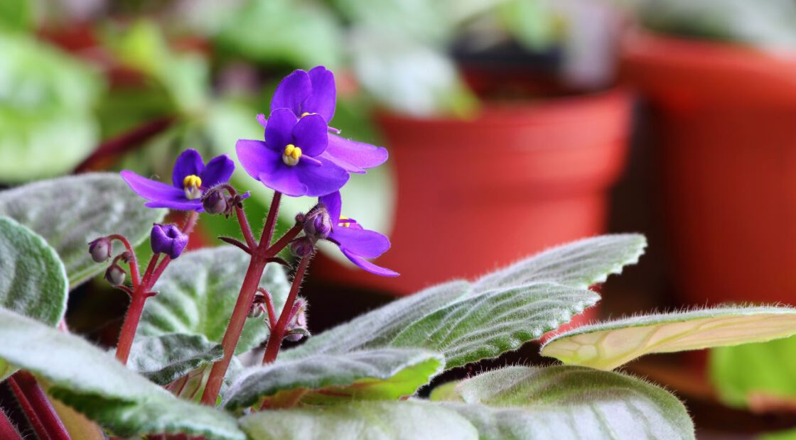 Small African Violet (Purple)