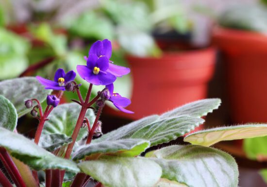Small African Violet (Purple)