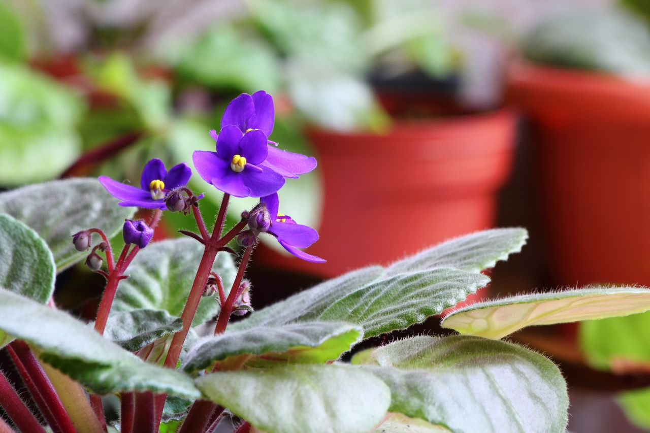 african violet care indoors