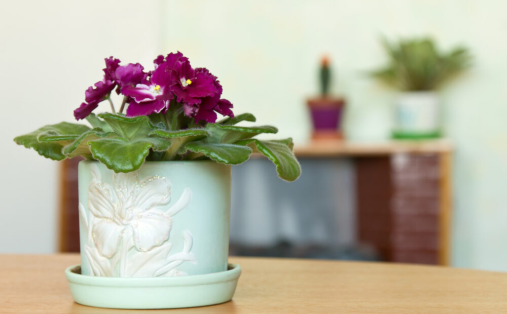 african violets, espoma liquid african violet fertilizer