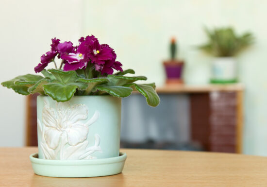 african violets, espoma liquid african violet fertilizer