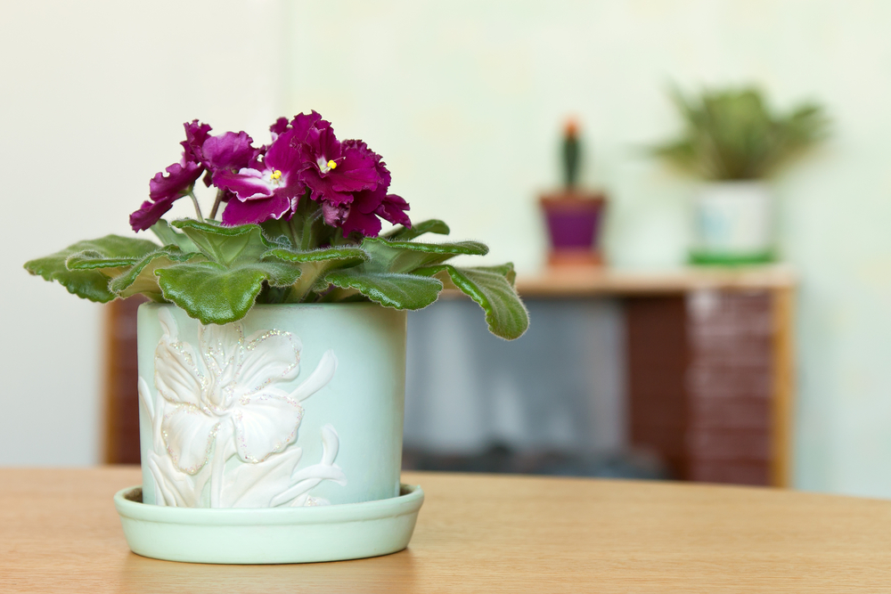 african violet care indoors