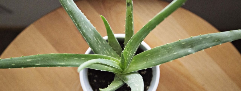 aloe vera plant, organic