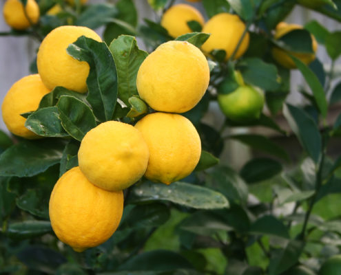 Yuzu tree, grow the citrus that can survive cold winters