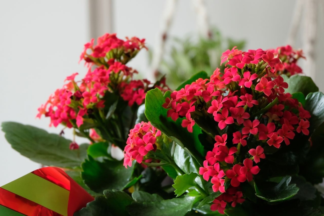 A,Christmas,Kalanchoe,Plant,Wrapped,With,Christmas,Wrapping,Paper.,Beautiful  Espoma