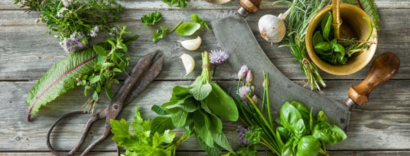 herbs, shears