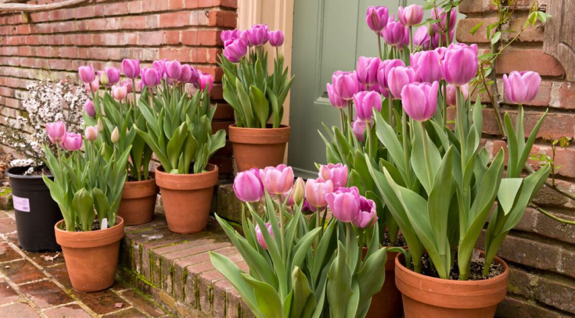 pink tulip containers, brick steps