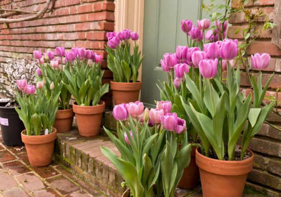 pink tulip containers, brick steps