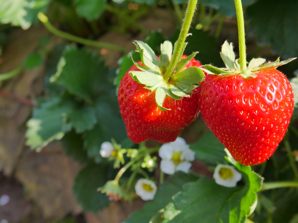 How To Grow Strawberry Plants