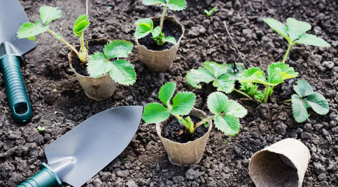strawberry plants, early stages
