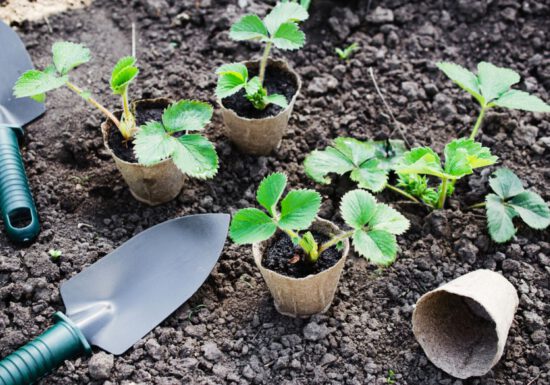 strawberry plants, early stages