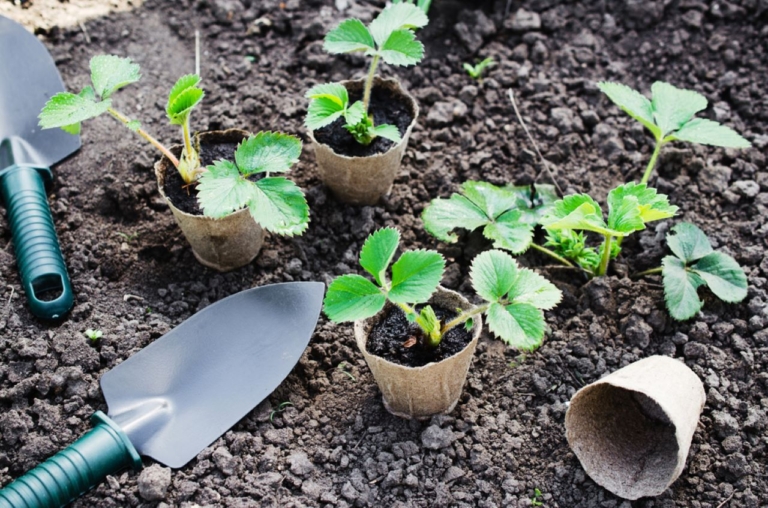 strawberry plants, early stages