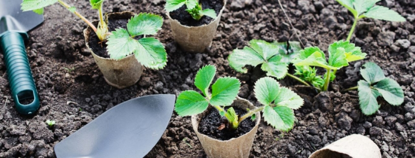 strawberry plants, early stages