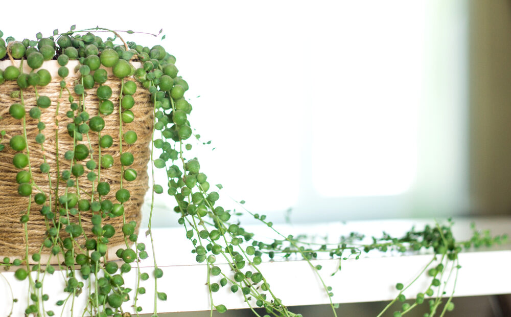 String of pearls succulent plant in a wicker basket