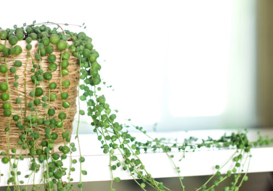 String of pearls succulent plant in a wicker basket