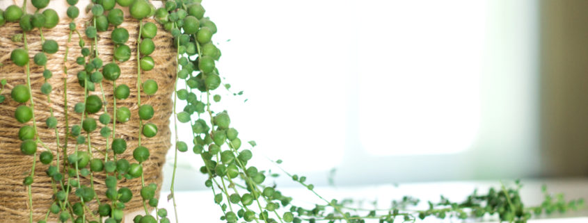String of pearls succulent plant in a wicker basket