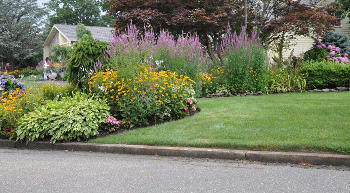 Curb appeal hosta black eyed susan