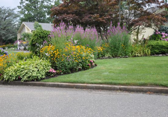 Curb appeal hosta black eyed susan