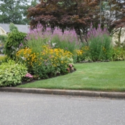 Curb appeal hosta black eyed susan