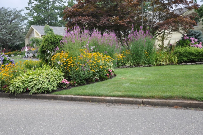 Curb appeal hosta black eyed susan