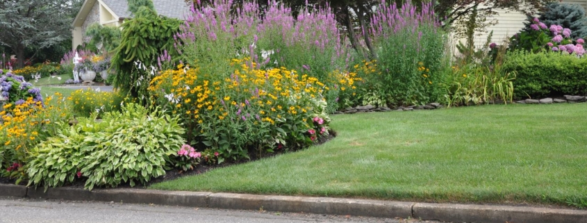 Curb appeal hosta black eyed susan