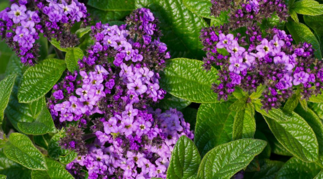 Purple flowers, organic