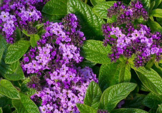 Purple flowers, organic