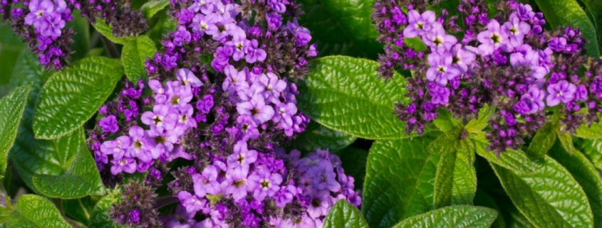 Purple flowers, organic