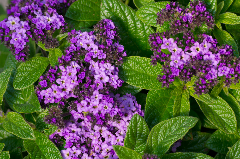 Purple Please - Top Purple Plants for Your Garden | Espoma