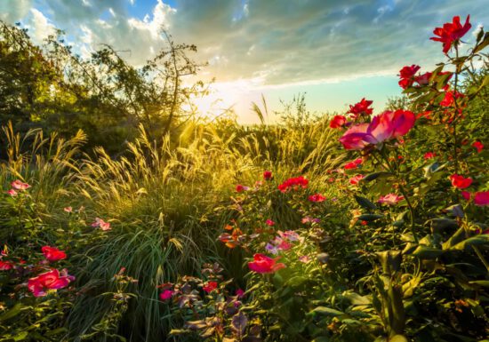 pink flowers, nature, prairie, grasses