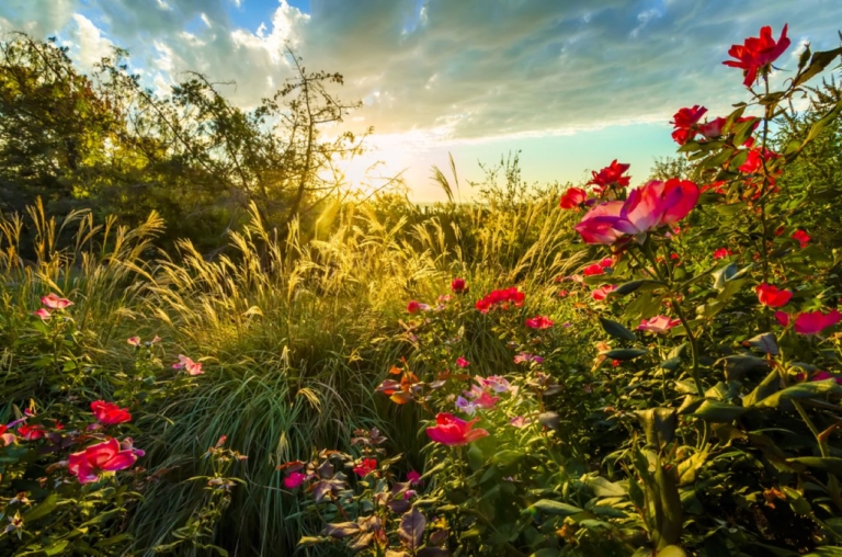 pink flowers, nature, prairie, grasses