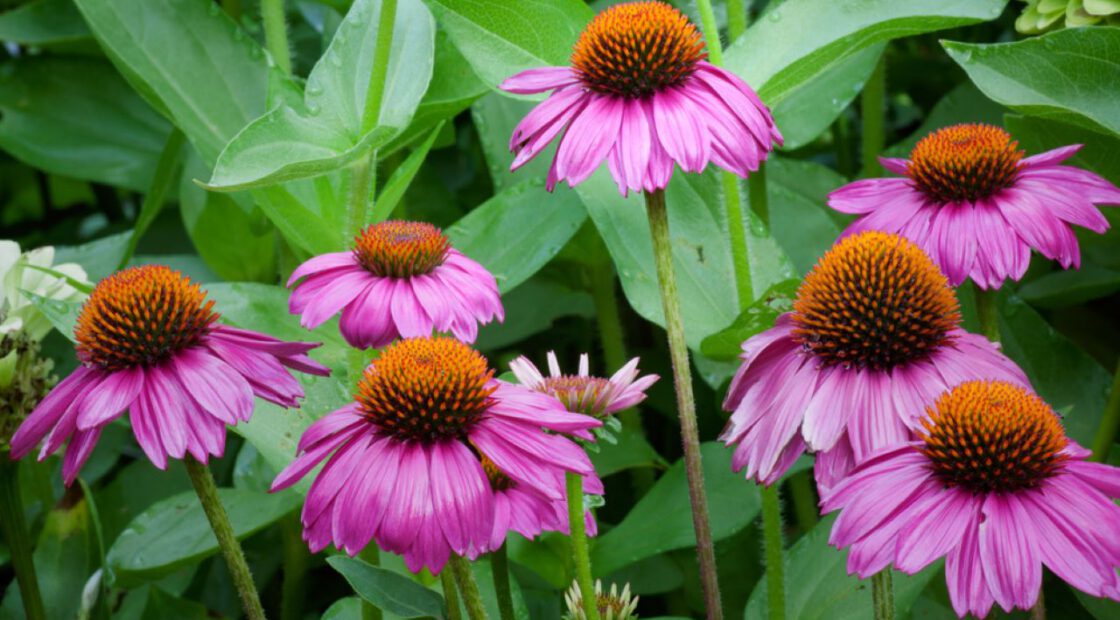 coneflower. organic