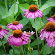coneflower. organic