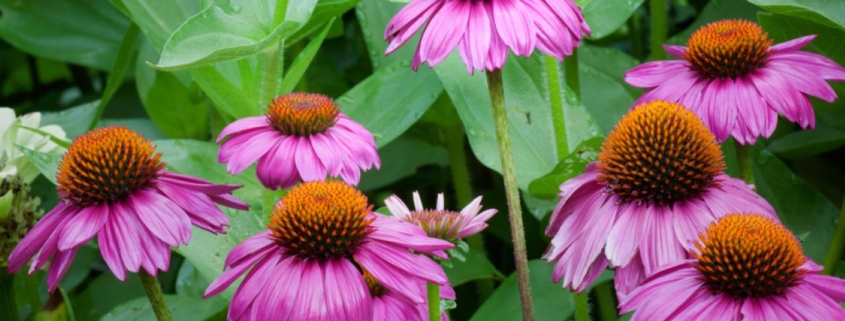 coneflower. organic