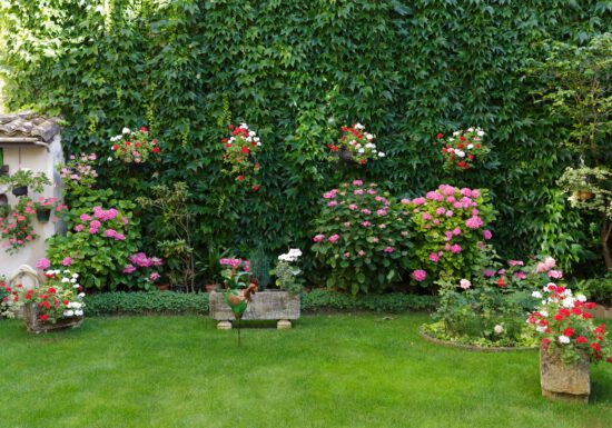 Garden with pink hydrangeas and red and white geraniums