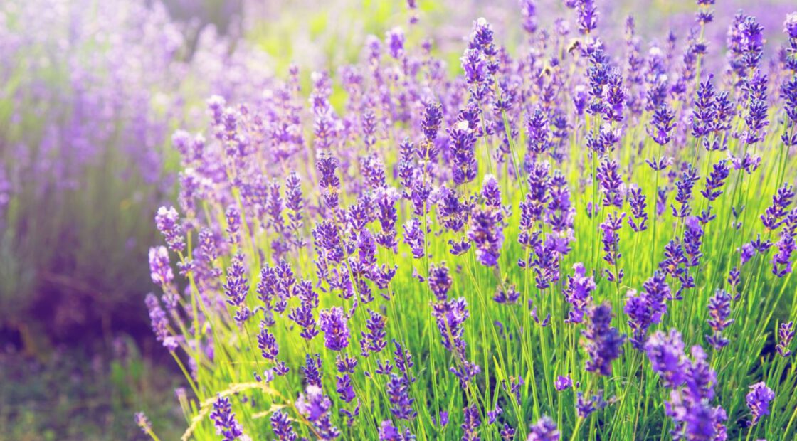 purple lavender