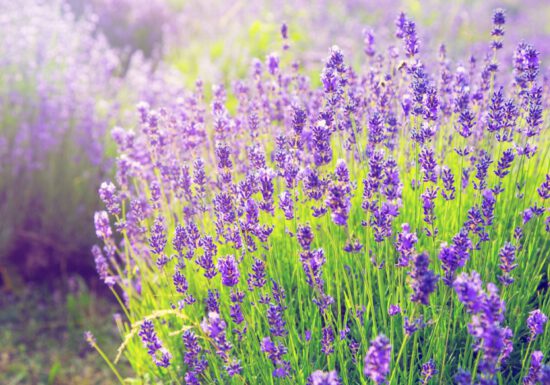 purple lavender