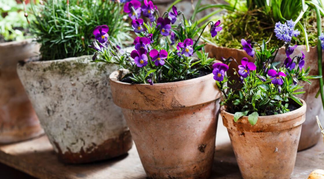 purple pansies, potted, espoma organic