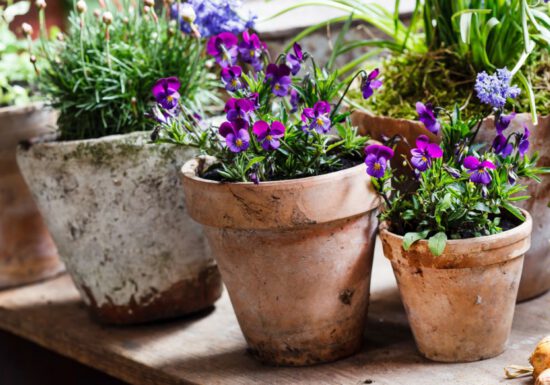 purple pansies, potted, espoma organic