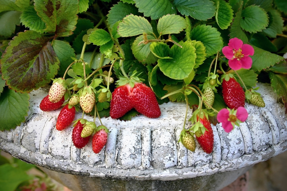 kursiv ler paritet 5 Unusual Containers to Grow Strawberries | Espoma
