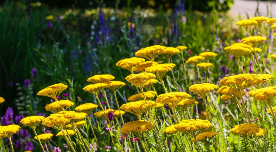 Yellow flowers