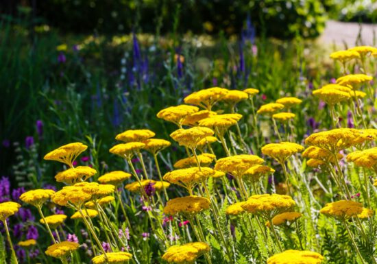 Yellow flowers