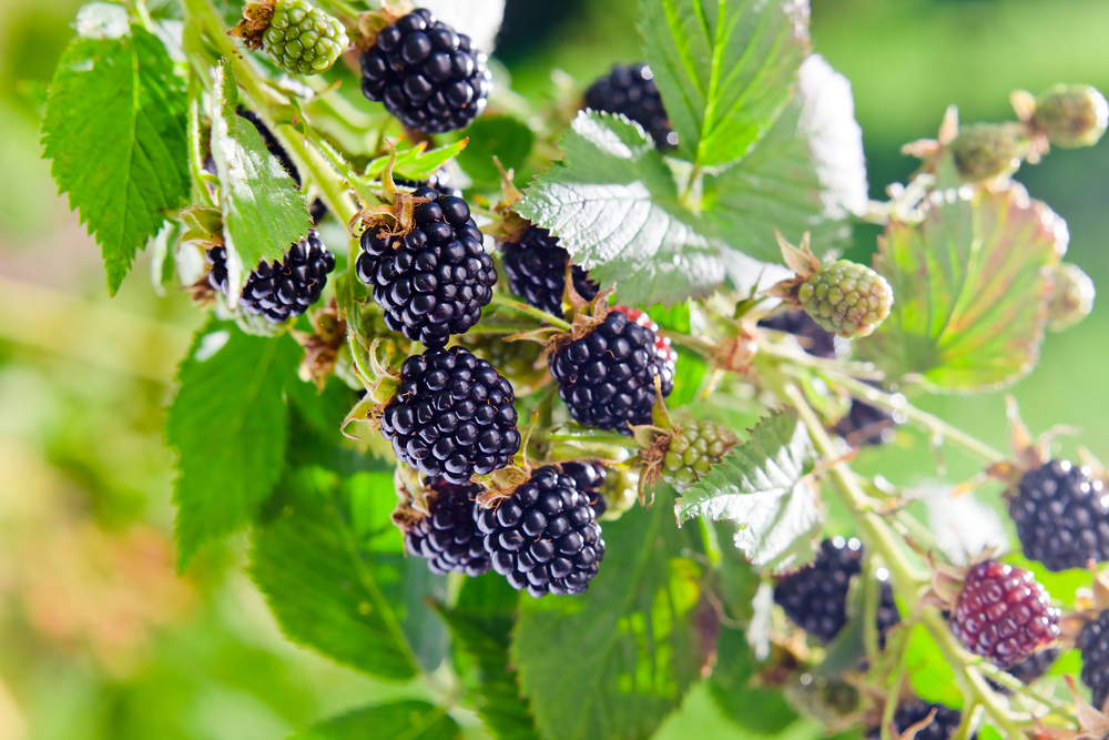 Ripe for the Picking: Blackberry Harvesting Tips and Recipes