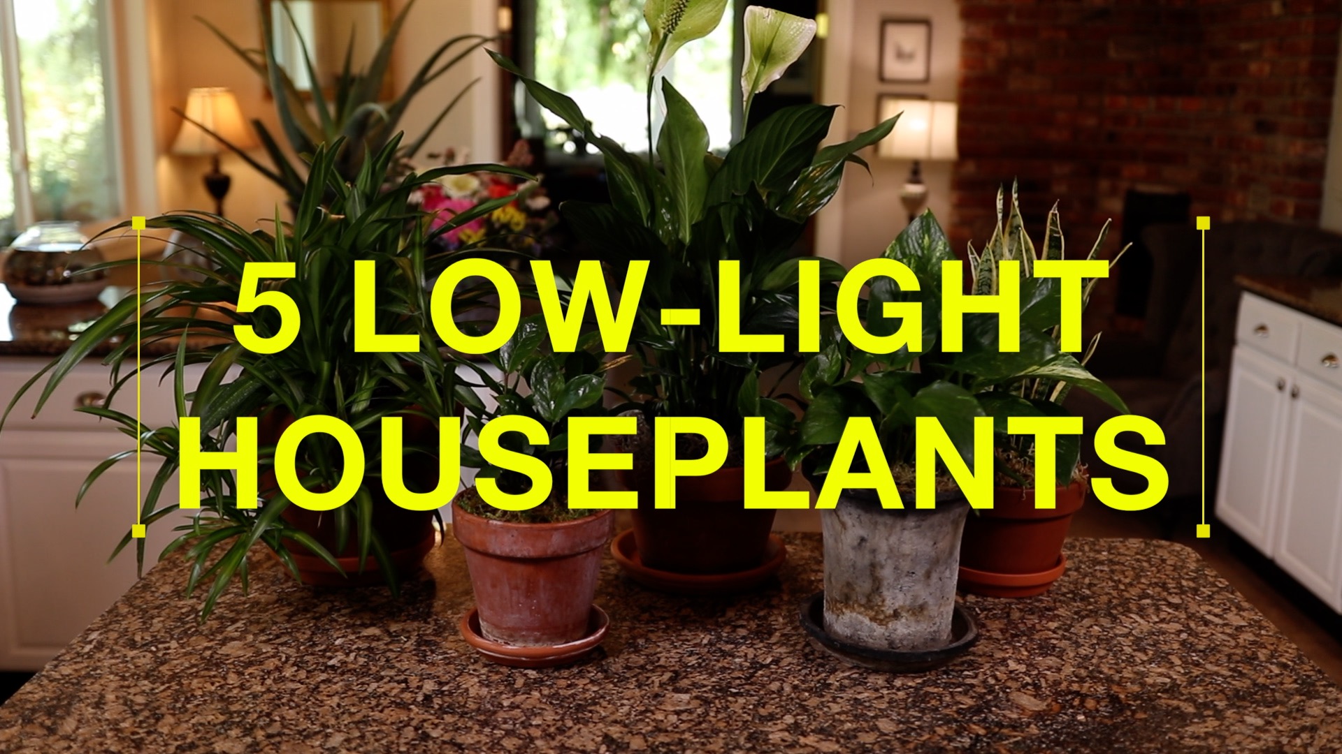 Download Top 5 Low Light Houseplants | Espoma