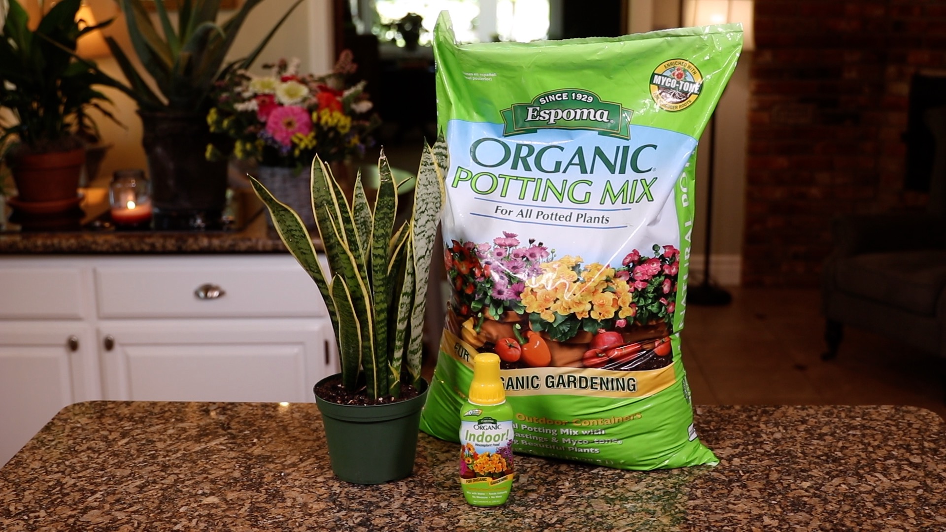 How To Re Pot Houseplants Espoma How To Re Pot Houseplants Espoma