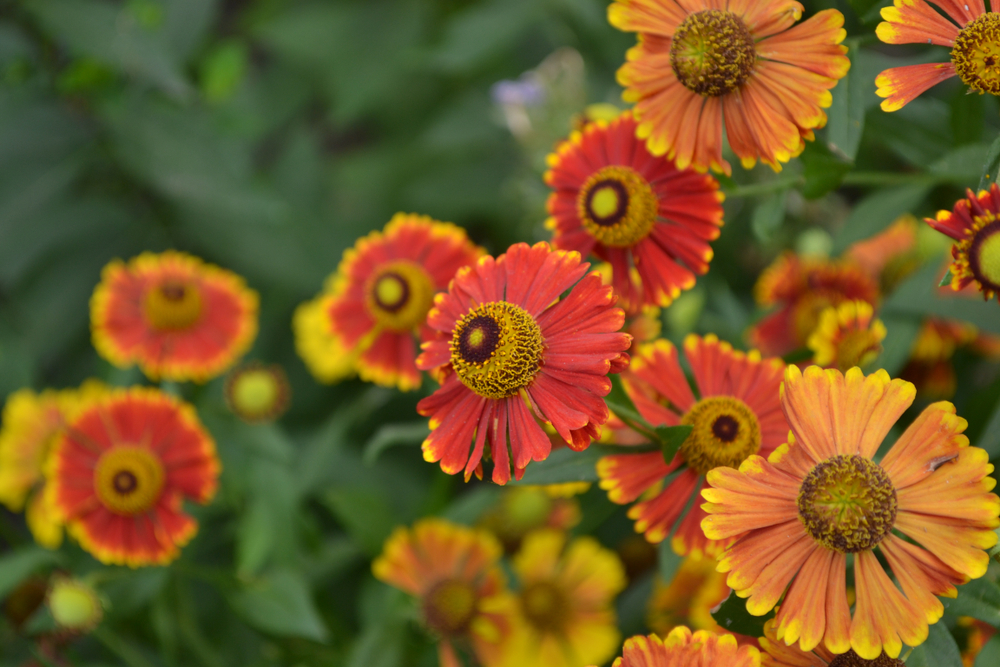 Flowers for Halloween Espoma